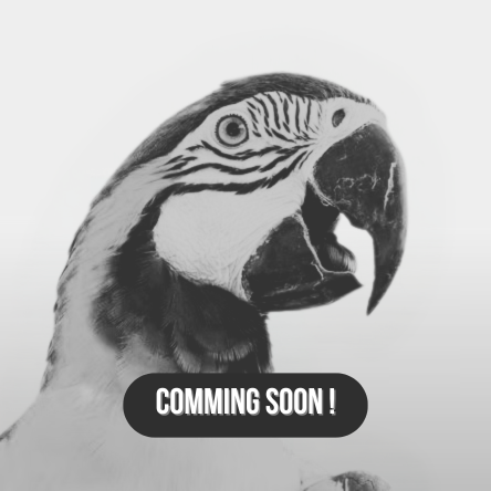 طائر أليف